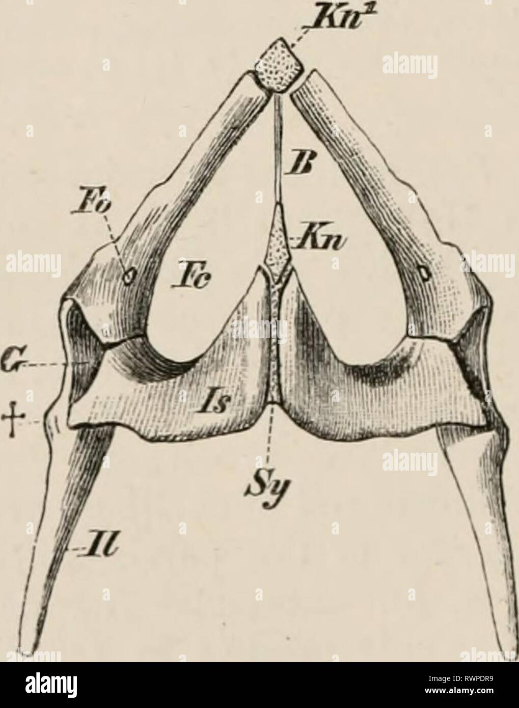 Obturator Foramen Stockfotos und bilder Kaufen Alamy