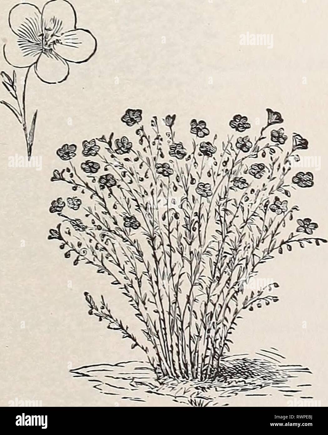 Ellwanger & Barry's allgemein Katalog Ellwanger & Barry's Gesamtkatalog: Mount Hope Baumschulen ellwangerbarrysg 1893 moun Jahr: 1893 Iris. Linum Perenne. LATHYRUS. Mehrjährig Erbse. Sehr wünschenswert, Kletterer, die eine Fülle von Blumen im Sommer. Sollte auf einem Gitter ausgebildet werden. X. latifolius albiflorus. Rein weißen Blüten, die in Clustern; wertvolle für die Flow-ers alle Sommer. 50C. X. Grandiflorus. Immer blühende Erbsen. Cluster mit rosa Blumen; trail-ing; 3 bis 4 Fuß; eine charmante Anlage; wertvoll für Schnittblumen. Juni bis September. 30 C. LIATRIS. Button-Snake Root oder Flammende S Stockfoto