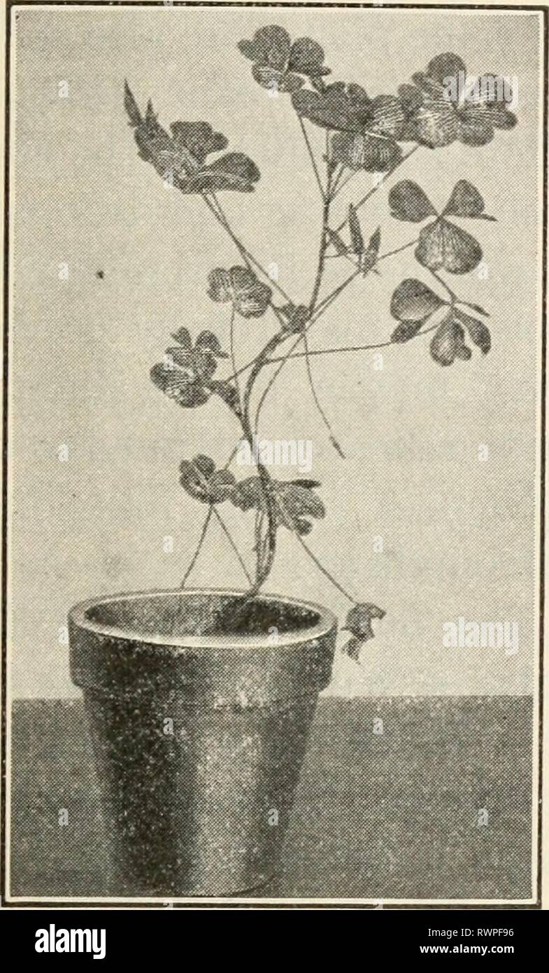 Elemente der Biologie; eine praktische Elemente der Biologie; ein praktisches Lehrbuch Korrelation von Botanik, Zoologie, und die menschliche Physiologie elementsofbiolog 00 Jagd Jahr: [1907] BLÄTTER UND IHRE FUNKTIONEN 127 3 un. Im Fall der Löwenzahn eine Rosette oder Whorled Cluster der Blätter gefunden wird. In der Rosskastanie, wo die Blätter aus einander gegenüber, die älteren Blätter haben mehr blattstiele als die Jungen. In der königskerze die gesamte Pflanze bildet einen Kegel. Die alten Blätter in der Nähe der Unterseite haben lange Blattstiele und die Kleinen in der Nähe des Apex, in der Nähe der wichtigsten Hebel kommen. In jedem Fall wird jedes Blatt rece Stockfoto