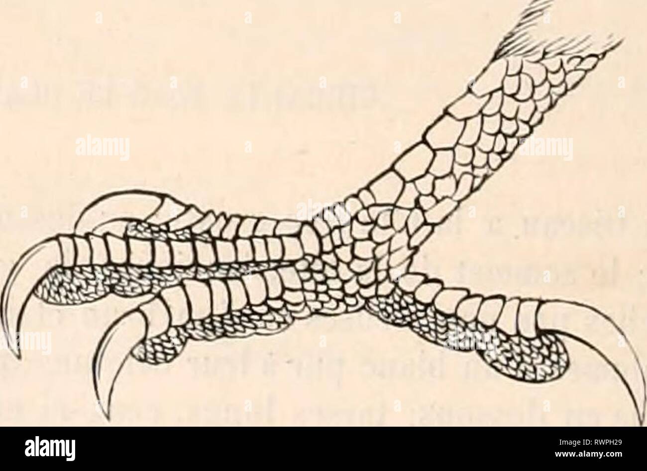 Encyclopédie d'histoire naturelle; ou EncyclopÃ©sterben, "Traité d'Histoire Naturelle, OE, TraitÃ© complet de cette Wissenschaft d'Après-ski les Travaux des naturalistes les plus Ã © minents de tous les pays et de toutes les Ã©poques: Buffon, Daubenton, LacÃ © pÃ¨de, G.Cuvier, F. Cuvier, Geoffroy Saint-Hilaire, Latreille, De Jussieu, Brongniart, etc. etc. encyclopdiedhi 01 chen Jahr: [1850?-1861?] Abb. 90. Â llaliautour À poitrine Blanche. Abb. 91. - Li. iii miiiui. Ich poitrine Blanche. Ce-Genre, composÃ© de Trois ESPÒ ¨ ces, est. particulier aux Kontinenten de l'Inde et de l'Allemagne. Les Haliautours Frías © quentent l Stockfoto