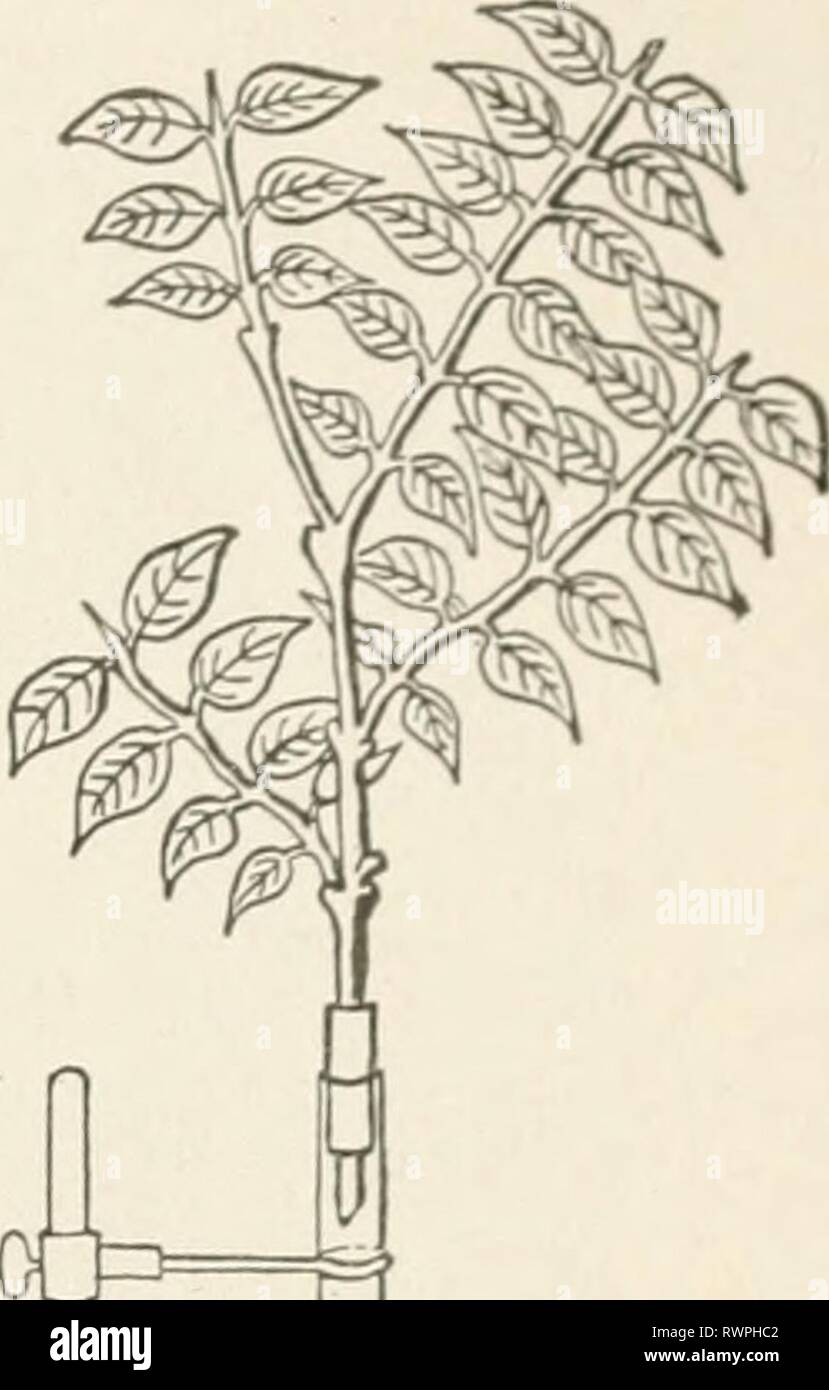 Elemente der Biologie; eine praktische Elemente der Biologie; ein  praktisches Lehrbuch Korrelation von Botanik, Zoologie, und die menschliche  Physiologie elementsofbiolog 00 Jagd Jahr: [1907] BLÄTTER UND IHRE  FUNKTIONEN 137^P^In das eine Ende