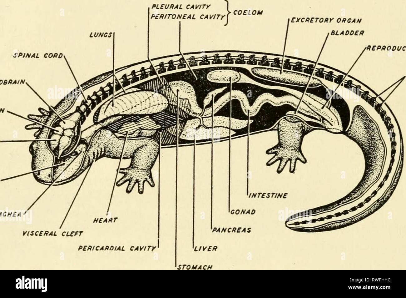 Phylum vertebrata Fotos und Bildmaterial in hoher Auflösung Alamy