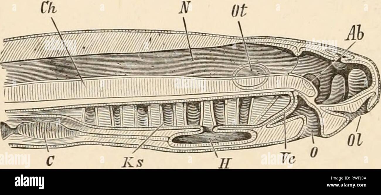 Elementare Lehrbuch der Zoologie (1884) Elementare Lehrbuch der Zoologie elementarytextbo 0201 clau Jahr: 1884 142 Fische. Die beweglichen Unterstützung der Knochen des Ober- und Unterkiefer (Labroidert). Der wangentasche ist durch seine Breite unterschieden und von der großen Anzahl der Zähne, die sie enthält, die aus der Papille entwickelt werden? Der Schleimhaut durch dentinal Ossifikation. Oft gibt es zwei gebogene parallelen Reihen der Zähne des Oberkiefers; eine äußere Reihe auf der prenmxilla und eine innere Reihe auf dem Palatin, und möglicherweise gibt es auch eine mittlere ungepaarte Zeile werden auf der vomer. Auf dem Unterkiefer gibt es nur eine Stockfoto