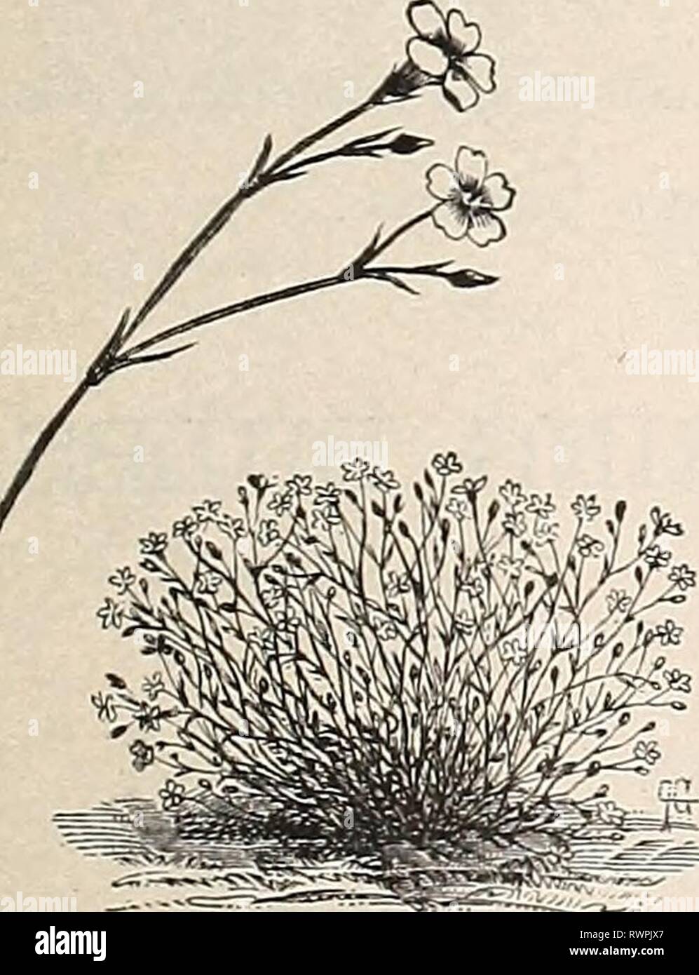 Ellwanger & Barry's allgemein Katalog Ellwanger & Barry's Gesamtkatalog der Obst- & Ziergehölze, Rosen etc. ellwangerbarrysg 1894 moun Jahr: 1894 Tritoma. TRICYKTIS. T, grandiflora. Blumen ähneln denen einer Orchidee; sind recht wohlriechend, und im Oktober und November produziert, machen das Werk wertvoll. 25C. TRILLIUM. Wake-Robin. Sehr wirkungsvoll und auffällig früh blühende Pflanzen, verdient einen Platz in jedem Garten. T. ereotuiiQ. Kastanienbraun; sechs bis neun Zoll. April. 25C. T. grandiflorum. Weiß; sechs bis neun Zoll. April 25c. TRITOMA. Knlphofia. (Flamme - Blume.) Torcli Lily. Splendid l Stockfoto
