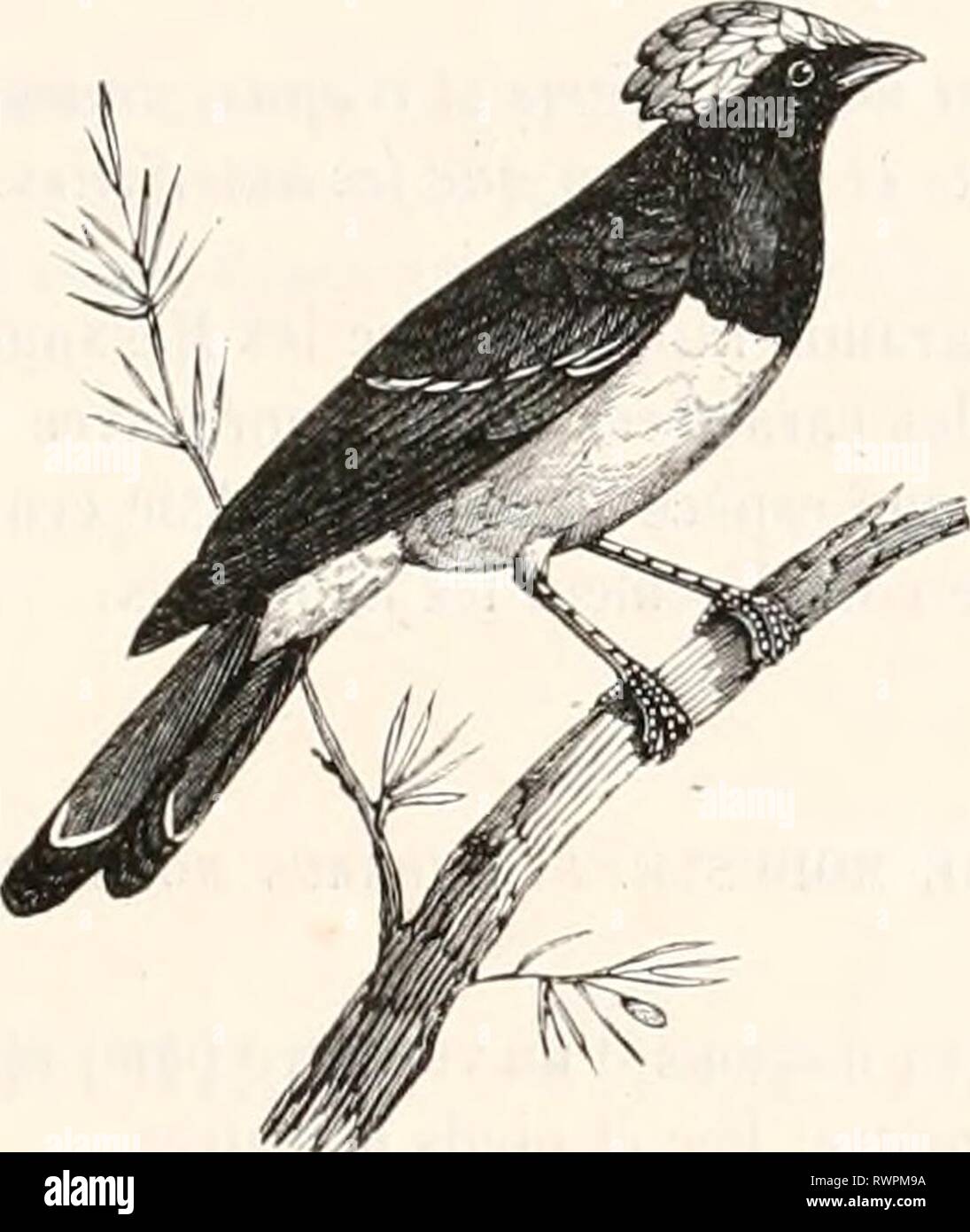 Encyclopédie d'histoire naturelle; ou EncyclopÃ©sterben, "Traité d'Histoire Naturelle, OE, TraitÃ© complet de cette Wissenschaft d'Après-ski les Travaux des naturalistes les plus Ã © minents de tous les pays et de toutes les Ã©poques: Buffon, Daubenton, LacÃ © pÃ¨de, G.Cuvier, F. Cuvier, Geoffroy Saint-Hilaire, Latreille, De Jussieu, Brongniart, etc. etc. encyclopdiedhi 04 chen Jahr: [1850?-1861?] Abb. 147. Â Melanochlora fliivocrislata. Fi'. 148. Â Melaiwchloni ftnvocrislaln. Ce-Genre, rangÃ© dans les MÃ©sanges par M. De La Fresnaye et par M. Grau, eine gießen Synonym le genre Craiaionyx, Eyton, de la mÃªme annÃ©e Stockfoto