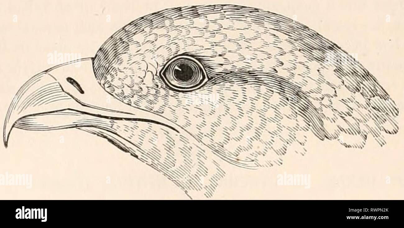 Encyclopédie d'histoire naturelle; ou EncyclopÃ©sterben, "Traité d'Histoire Naturelle, OE, TraitÃ© complet de cette Wissenschaft d'Après-ski les Travaux des naturalistes les plus Ã © minents de tous les pays et de toutes les Ã©poques: Buffon, Daubenton, LacÃ © pÃ¨de, G.Cuvier, F. Cuvier, Geoffroy Saint-Hilaire, Latreille, De Jussieu, Brongniart, etc. etc. encyclopdiedhi 01 chen Jahr: [1850?-1861?] 90 Histoire Naturelle. 5me Genre. Â BONDRÃE. PEHNIS. (Cuvier.) rhpvr,; ou Es £ pviÃ §, nom donnÃ© par les Grecs à un Oiseau de proie demeurÃ © INCONNU. CARACTERES GENERIQUES. Bec un peu allongÃ©, recourbÃ © DEPUIS la base Stockfoto