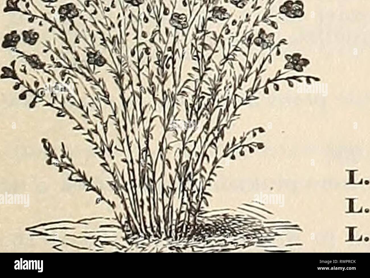 [Ellwanger & Barry's allgemein Katalog] [Ellwanger & Barry's allgemein Katalog] ellwangerbarrysg 1896 moun Jahr: 1896 Iris. Album, fol. var. purpureum fol. LATHYRUS sehr wünschenswert, Kletterer, produzieren sollte auf einem Gitter ausgebildet werden. Mehrjährig Erbse. Eine Fülle von Blumen im Sommer. LiNDM PERENNE. Latifolius albiflorus. Rein weißen Blüten, die in Clustern; wertvolle für die Flow-ers alle Sommer. 50C. Grandiflorus. Immer blühende Erbsen. Cluster mit rosa Blumen; trail-ing; 3 bis 4 Fuß; eine charmante Anlage; wertvoll für Schnittblumen. Juni bis September. 30 e. LIATRIS. Button-Snake Root oder Bla Stockfoto