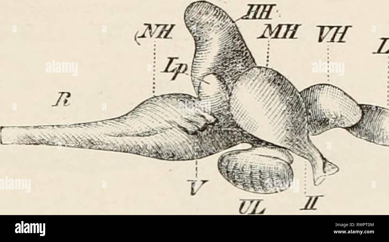 Elemente der vergleichenden Anatomie Elemente der vergleichenden Anatomie der Wirbeltiere elementsofcompar 00 wied Jahr: 1886 Abb. 113 n.-QUERSCHNITT DURCH DEN VORDERGRUND - TEIL DER TELEOSTEAN GEHIRN. /; •, Frontale Knochen, unter dem die Zirbeldrüse Rohr, GP, in transversaler sec sichtbar ist, und darunter die Pia mater, Pm; Pa, das Pallium, oder auf dem Dach des sekundären Fore - Gehirn, einer einfachen Epithelschicht gebildet; ich'. cm, gemeinsame Ventrikel; Ep, ependyma; T, T, olfaktorische Flächen auf der Grundlage der CORPORA striata (C ST). Lol r L. Abb. 114.- GEHIRN DER BARSCH (Perm srhractser). (Seitenansicht). Stockfoto