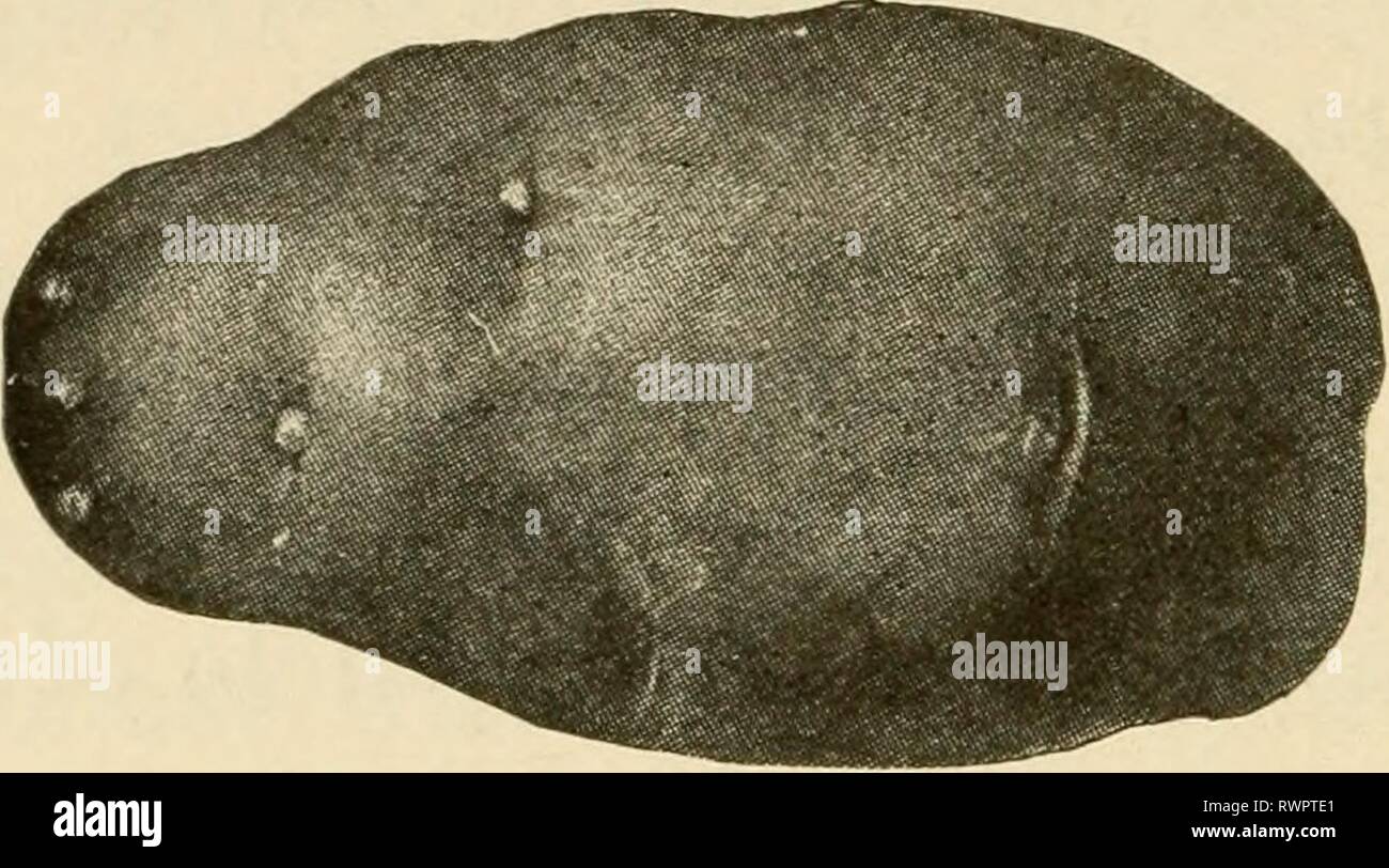 Elementare Landwirtschaft (1917) Elementare Landwirtschaft elementaryagricu 01 nida Jahr: 1917 1.: Early Ohio. 2. Frühe Rose. Stockfoto