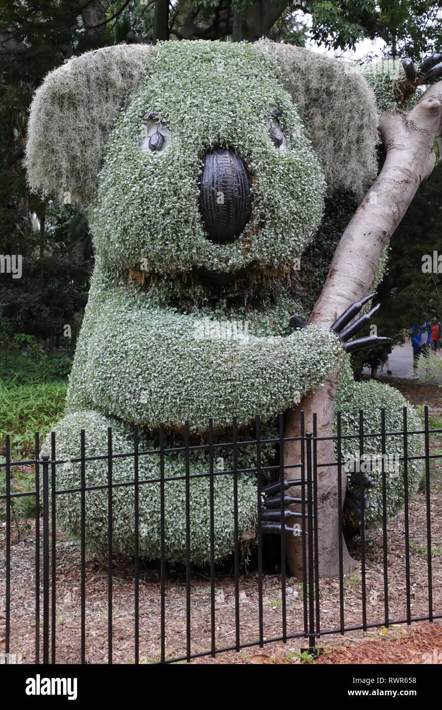 Riesige formgehölze Koala im Königlichen Botanischen Garten in Sydney. Stockfoto