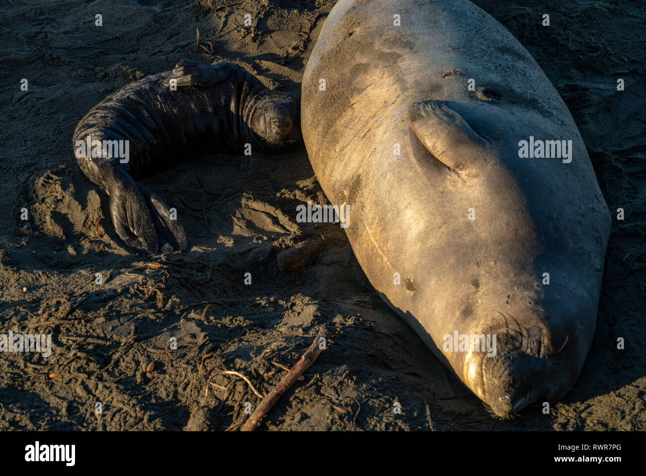 San Simeon, Kalifornien - eine Mutter und ihr Baby Elephant seal Rest während einer morgendlichen Sonnenaufgang an der Küste von Kalifornien. Stockfoto