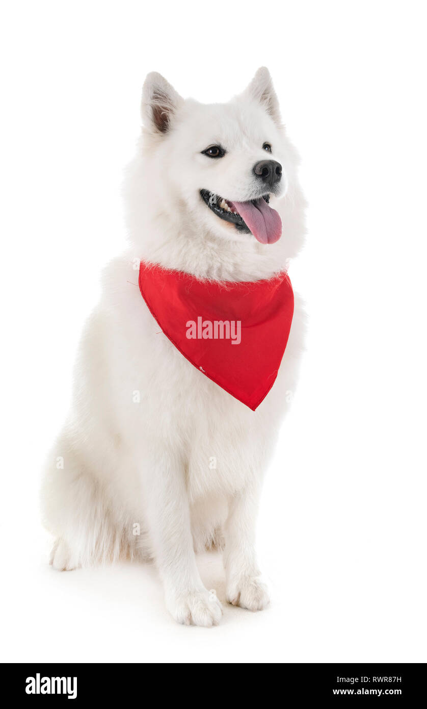 Samoyed Hund vor weißem Hintergrund Stockfoto