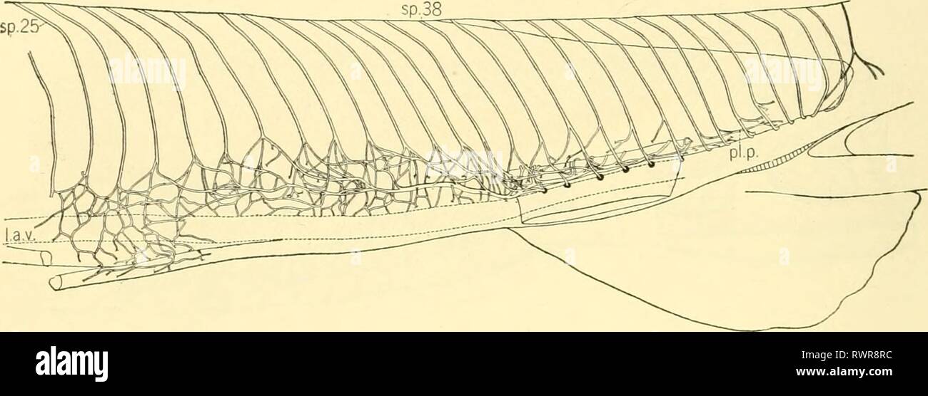 Die knorpelfischen Fische (1934) den knorpelfischen Fische elasmobranchfish 03 dani Jahr: 1934 246 das KNORPELFISCHEN FISCHE befindet sich auf jeder Seite des yoimg von Hexanchus und Chlamydoselachus. In Acanthias gibt es nur zwei oder drei der ventralen Nerven und zwei Dorsalen Rami. Diese Nerven mit der Ersten und Zweiten spinals hb markiert sind. In Abbildung 220. In Torpedo einem ventralen occipitospinal Nerv als solche vorhanden ist. Mehr posterior dieser Nerven mit der ersten Gruppe der Spinalnerven vereinigen die zervikalen Plexus, die wiederum tritt in die Brust Plexus zu bilden, den abgesicherten Stämme der Stockfoto