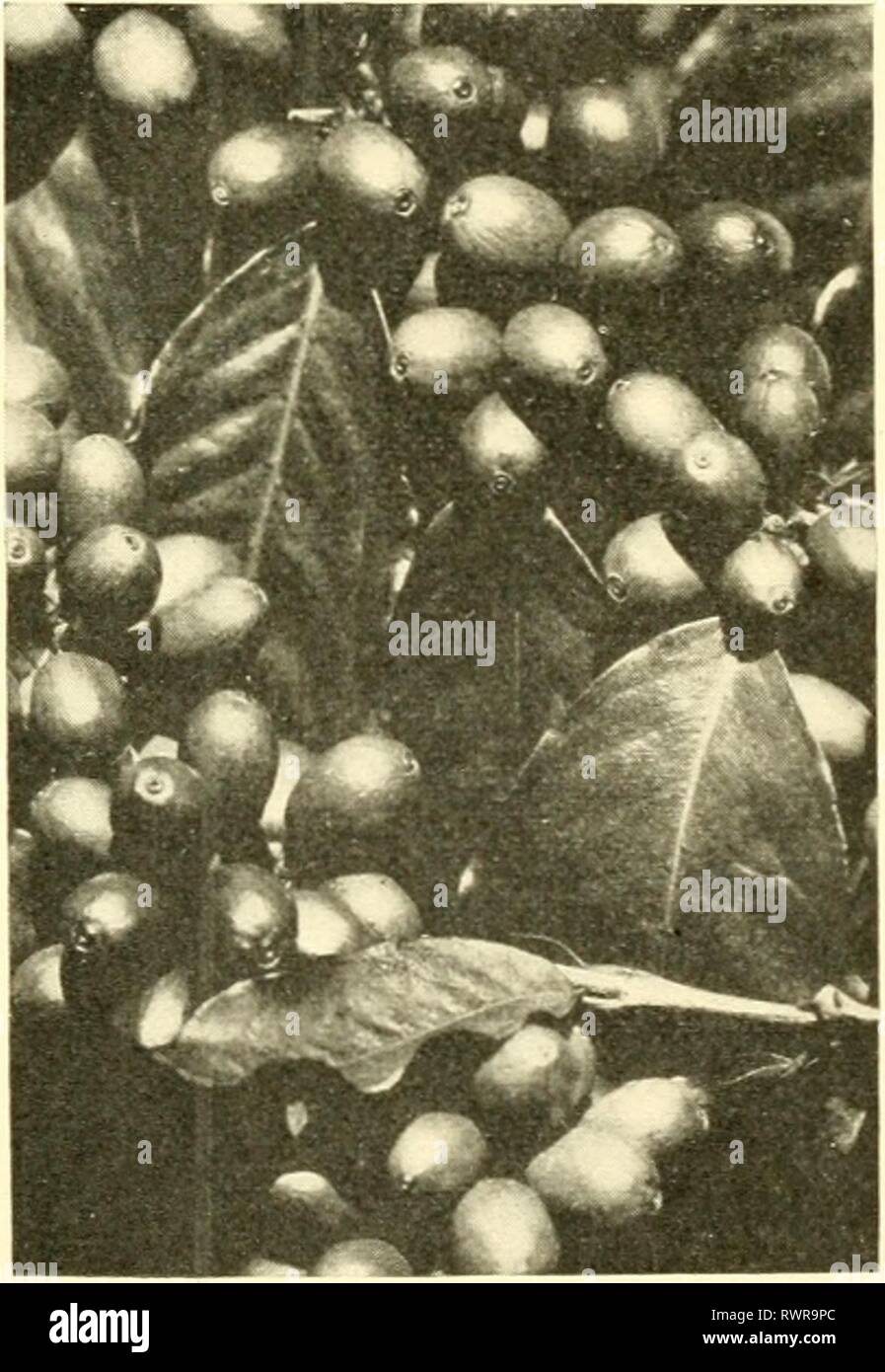 Elemente der philippinischen Landwirtschaft (1908) Stockfoto