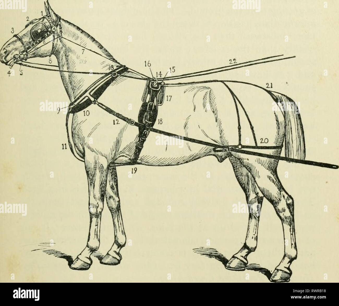 Die Enzyklopädie des stabil Die Enzyklopädie des stabil: Ein komplettes Handbuch des Pferdes, seine Rassen, Anatomie, Physiologie, Krankheiten, Zucht, Brechen, Training und Management, mit Artikeln über Kabelbaum farriery, Schlitten, etc. Bestehend aus tausend Tipps für Pferdebesitzer encyclopdiaofs 00 shaw Jahr: 1909-KABELBAUM UND KABELBAUM PFERD Kabelbaum. - Die Abbildung zeigt die wichtigsten Teile des Kabelbaums des Pferdes. 1 Stirn- band. 2 Scheuklappen. 3 Nase-band. 4 Bit. 5 Bridoon. [Lager-Lauf. 8 Kehle Verriegelung. 9 Hames. ID-Kragen. 11 Martingale. 12 Spuren. ^3 Terrots. Ist Pad. Ich 6 Pad Hook. 17 Pad cl Stockfoto