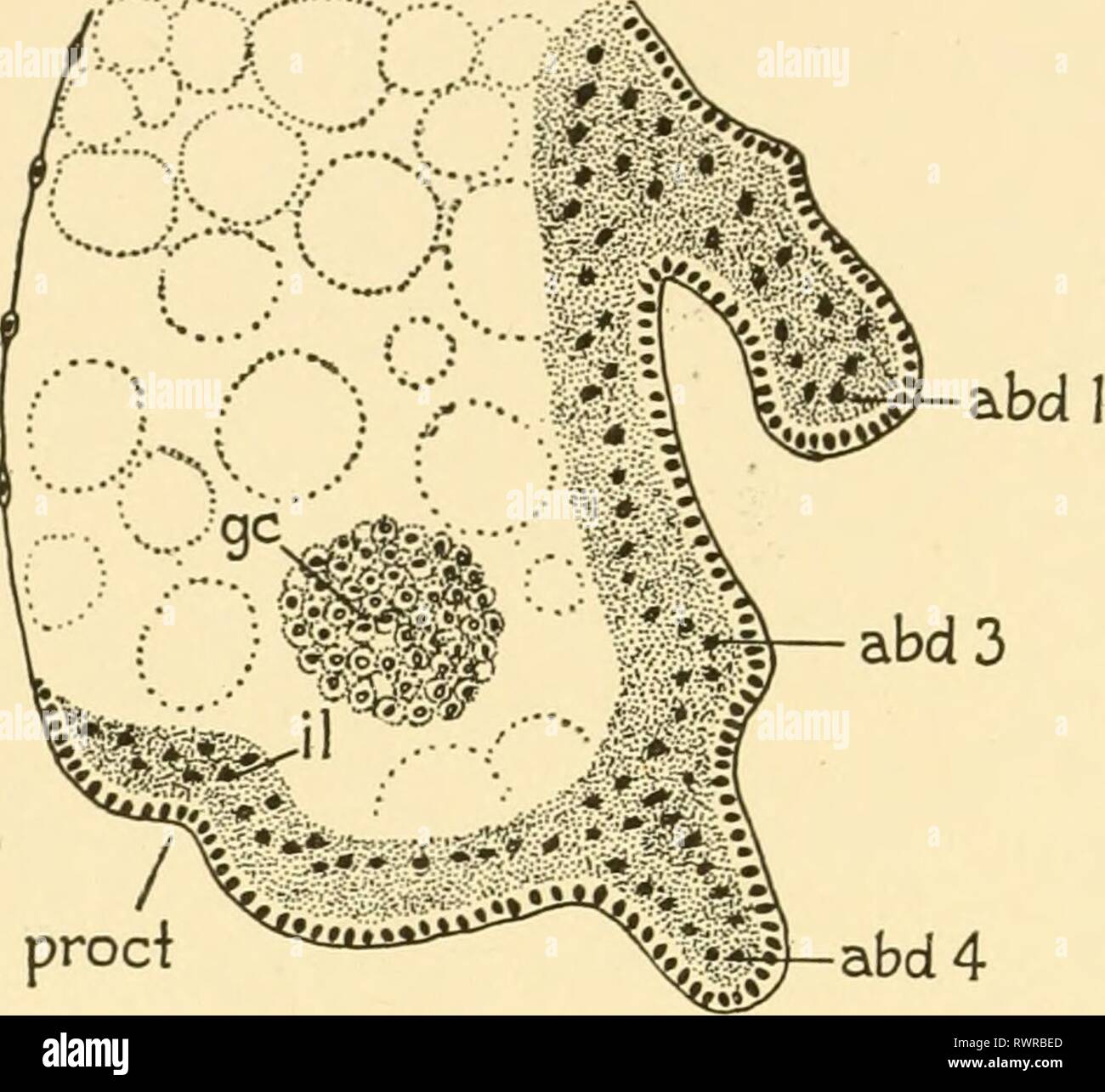 Embryologie von Insekten und myriapods; Embryologie von Insekten und myriapods; die Entwicklungsgeschichte von Insekten, Tausendfüßler und millepedes vom Ei desposition [!] zu schlüpfen embryologyofinse 00 joha Jahr: 1941 176 Embryologie VON INSEKTEN UND MYRIAPODS zu diesem Zeitpunkt, d. h., etwa 10 Tage nach der Eiablage, gibt es 13 Paare von Nervenzellen gangha, denen der Bauch noch weniger ausgeprägt, keine ist 8 G.-isotoma. Sagittalschnitt des hinteren Ende (ABD) Abdominal Anhängsel. rk) Keimzellen, (il) innere Schicht, (Prod) Proctodaeum. Im sechsten Segment gefunden, und nur durch die scheinbare Pres angezeigt Stockfoto