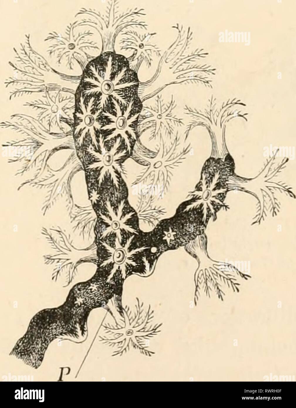 Elementare Lehrbuch der Zoologie (1884) Elementare Lehrbuch der Zoologie elementarytextbo 0101 clau Jahr: 1884 Abb. m.-Blaatotrockus n/itrix (nach C. Sem-Pro). LK, Seitliche bud. Kammer * erscheint zuerst, in der Größe, die es folgen übertreffen. Das Gegenteil (posterior) ungepaarte Tentakel und die anderen gepaarten Tentakeln dann ihren ersten Auftritt als kleine Warze-wie Protuberanzen. Wenn die zwölf Tentakeln gebildet haben, werden Sie zu verändern - nately egalisiert, so dass sechs grössere Tentakel, unter denen das ungepaarte Zehn - TACLES der langen Achse gerechnet werden, wechseln sich ab mit der gleichen Anzahl von smal Stockfoto