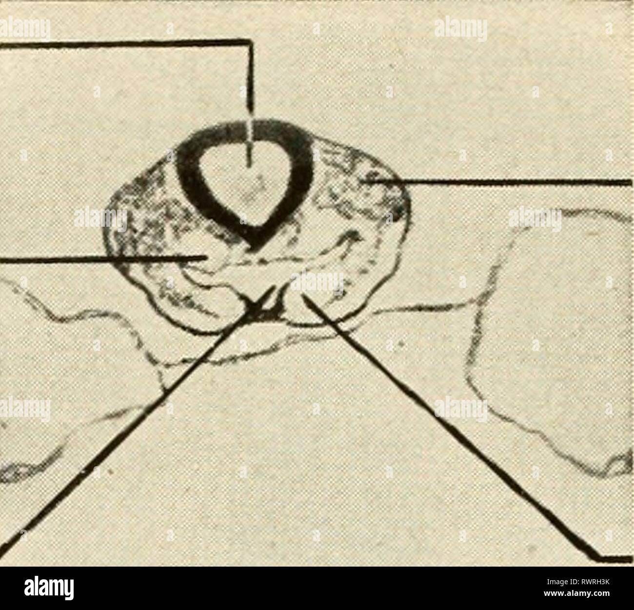 Embryologie (1949) Embryologie embryologie 00 bart Jahr 1949
