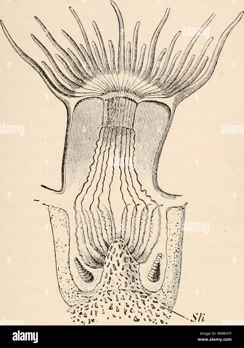 Elementare Lehrbuch der Zoologie, tr Elementare Lehrbuch der Zoologie, Tr. Und hrsg. von Adam Sedgwick, mit der Unterstützung von F. G. Heathcote elementarytextbo 01 clau Jahr: 1892-1893 ACTIXOZOA. 229 Die wichtigen Unterschiede der Form in den Polypen Bestände werden nicht nur von tlia Unterschiede in der Struktur des Skeletts der F veranlasst Stockfoto