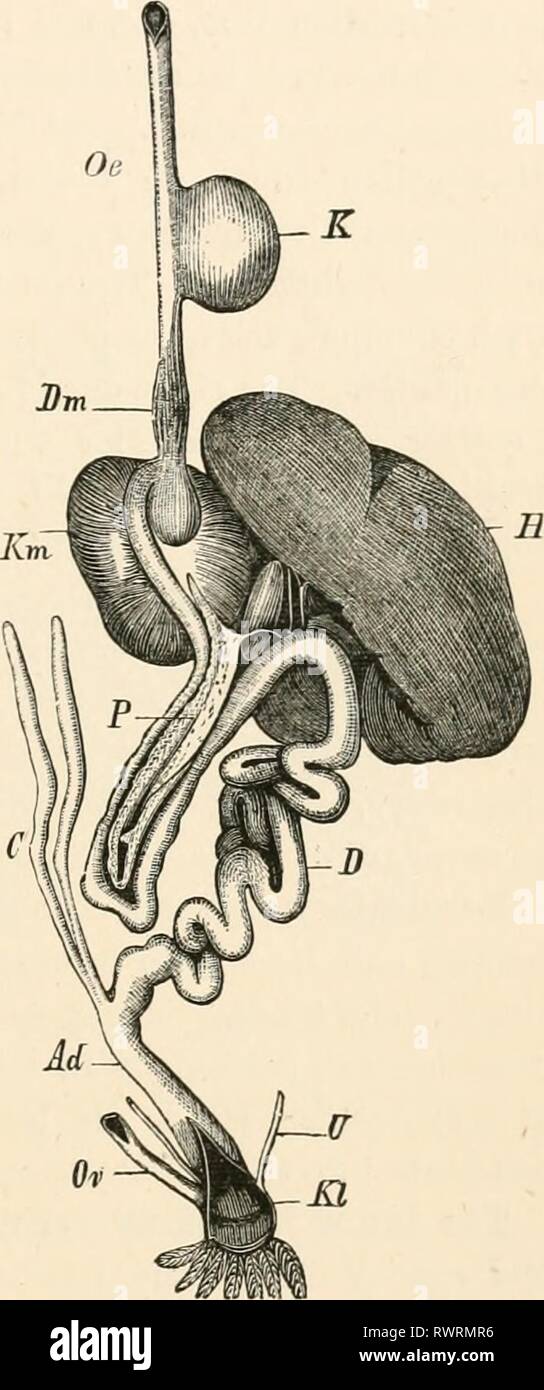 Elementare Lehrbuch der Zoologie (1884) Elementare Lehrbuch der Zoologie elementarytextbo 0201 clau Jahr: 1884 der Speiseröhre. 247 K Speicheldrüsen. Es gibt keine velum palati. Der muskulöse longi - tudinally gefaltet Speiseröhre, deren Länge im Allgemeinen auf, dass der Hals hängt, besitzt häufig - vor allem in die Raubvögel, sondern auch in der grösseren Körner fressende Vögel (Tauben, Vögel, Papageien) - eine Ernte - wie Dilatation, in dem das Lebensmittel abgeschwächt wird (Abb. 056). In der Tauben die Ernte trägt zwei kleine runde Zubehör sacs, deren Wände sezernieren in der Zucht - Jahreszeit eine kitschige Stockfoto