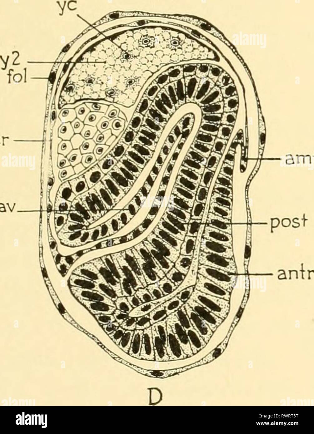 Embryologie von Insekten und myriapods; Embryologie von Insekten und myriapods; die Entwicklungsgeschichte von Insekten, Tausendfüßler und millepedes vom Ei desposition [!] zu schlüpfen embryologyofinse 00 joha Jahr: 1941 amf Stockfoto