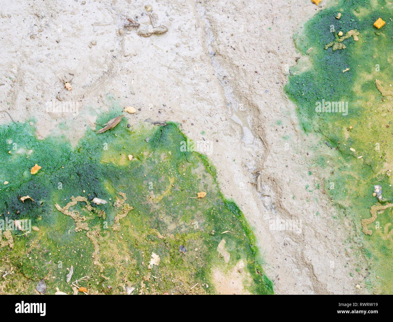 Dirty trockenen salzhaltigen Boden Grunge Oberfläche mit kleinen Blättern. Zusammenfassung Hintergrund Konzept. Stockfoto