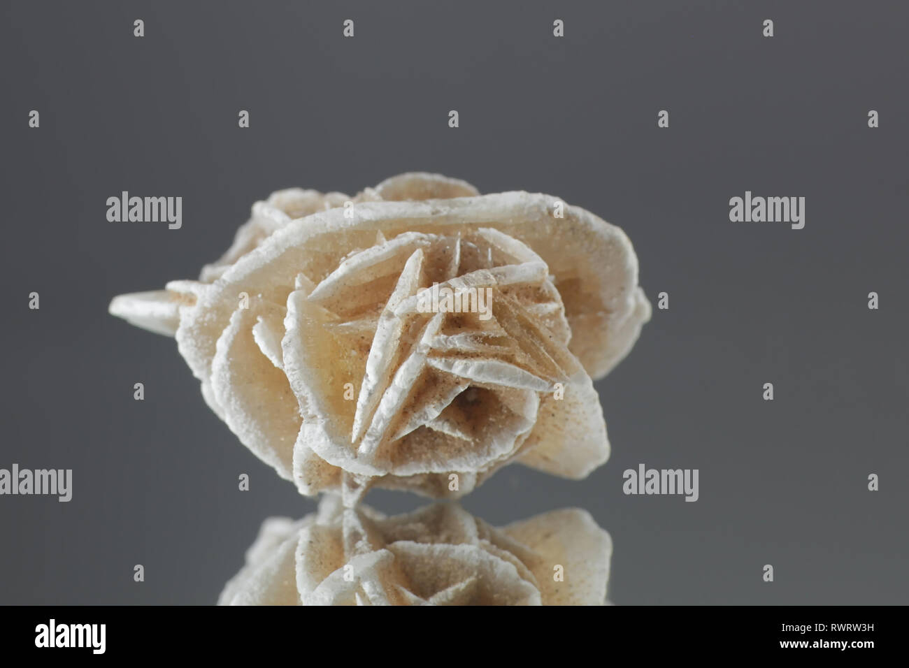 Desert Rose ist der Name der Rose gegeben - wie Formationen von Crystal Cluster von Gips oder Baryt. Stockfoto