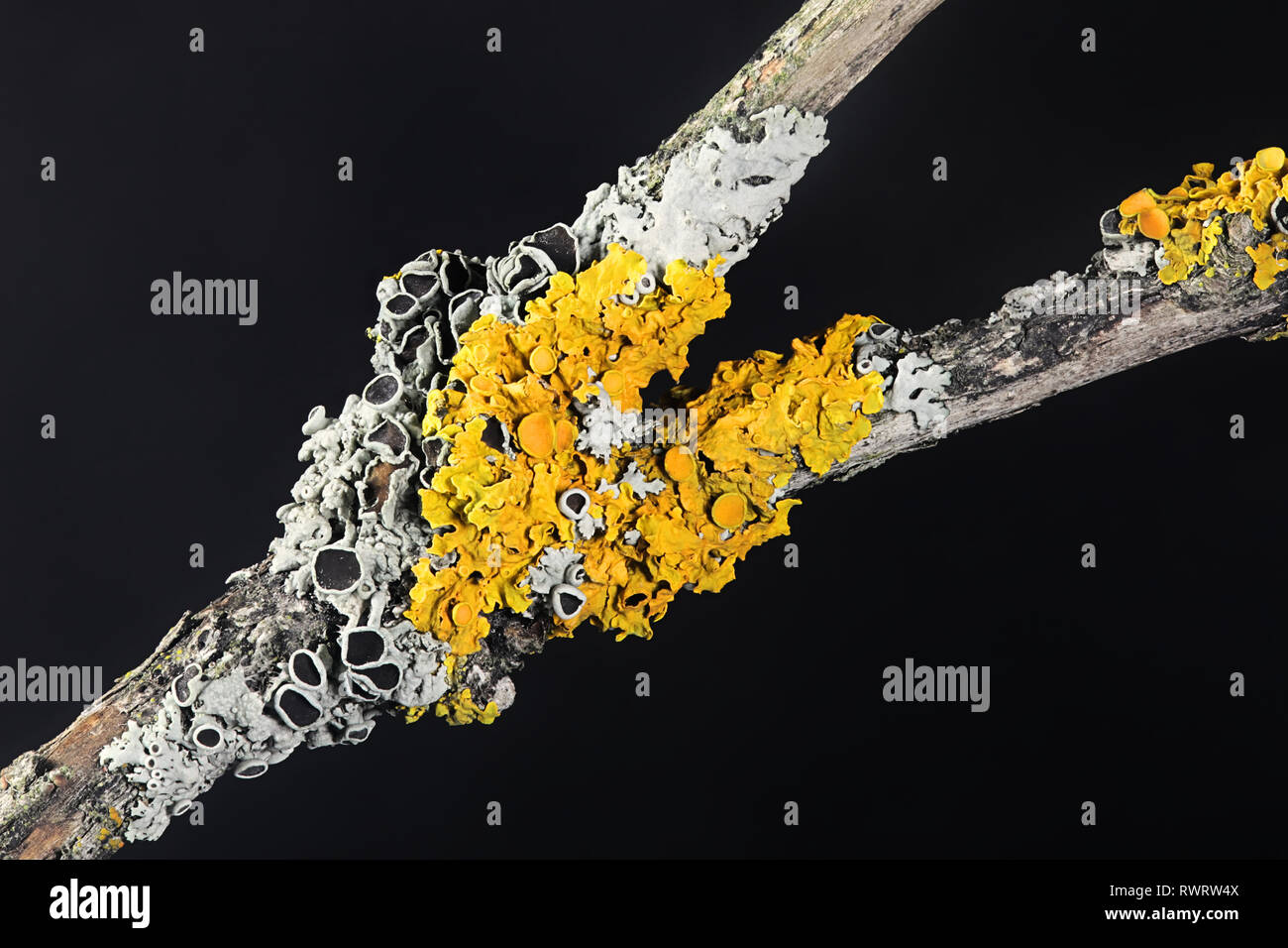 Gemeinsame orange Ufer flechten Xanthoria parietina und hoary Rosette Flechten, Physcia aipolia Stockfoto