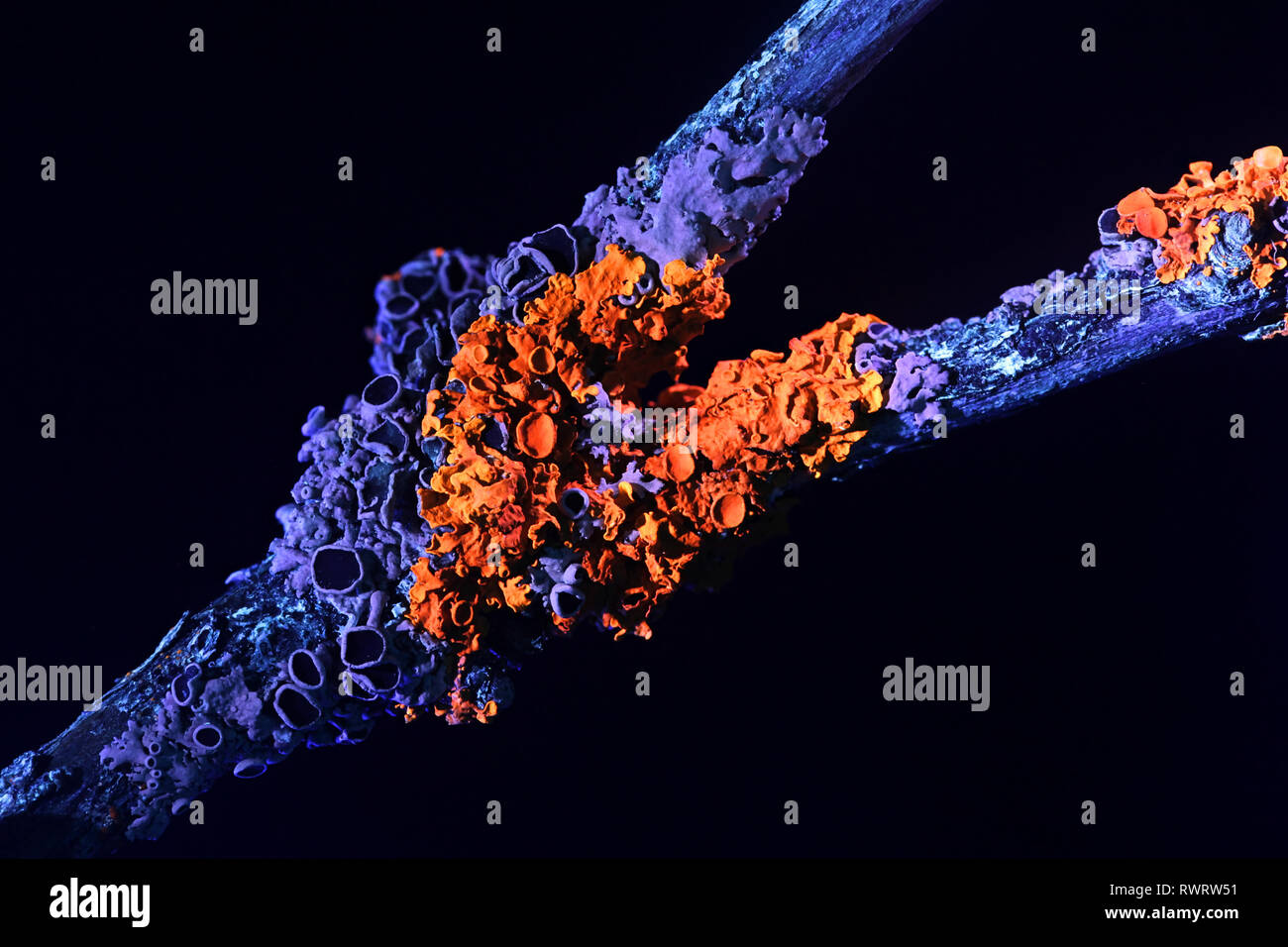 Gemeinsame orange Ufer flechten Xanthoria parietina und hoary Rosette Flechten, Physcia aipolia, im ultravioletten Licht fotografiert. Stockfoto