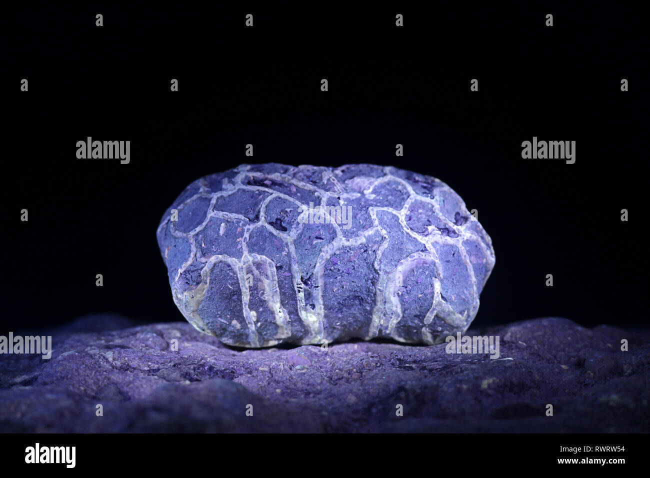 Silurische coral Fossilen aus Saarenmaa in Estland fotografiert im ultravioletten Licht (365 nm) Stockfoto