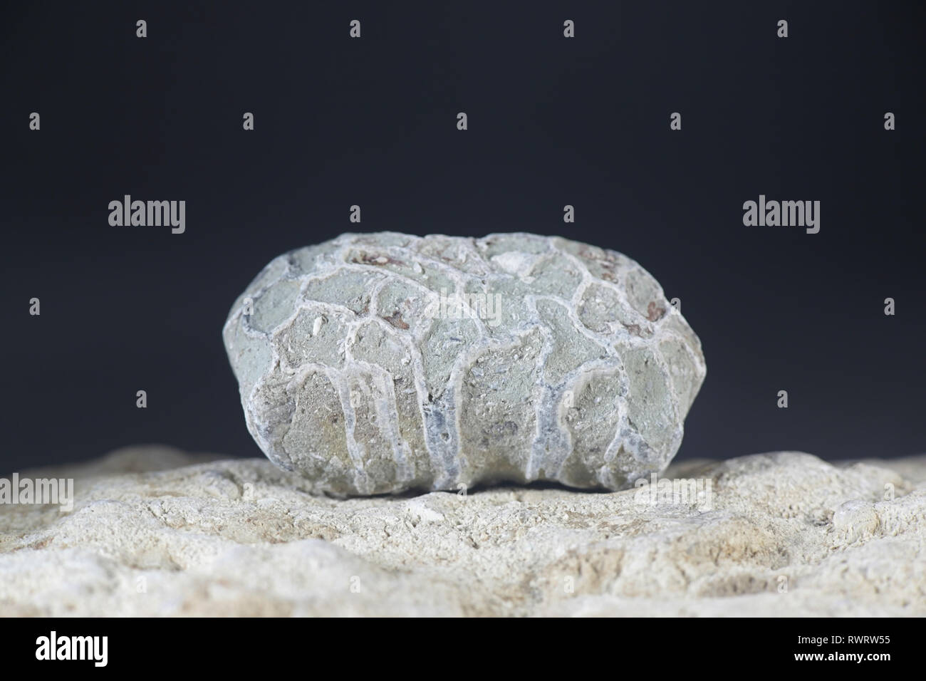 Silurische coral Fossil (Halysites) von Saarenmaa in Estland Stockfoto
