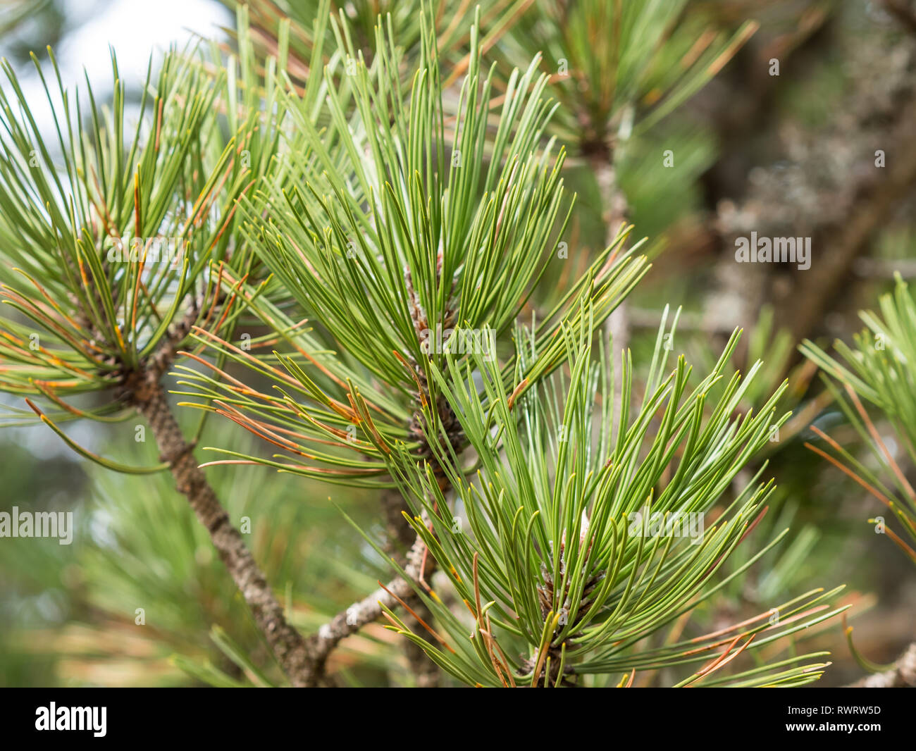 Green Pine Tree Branch im Winter Tag im Freien. Stockfoto