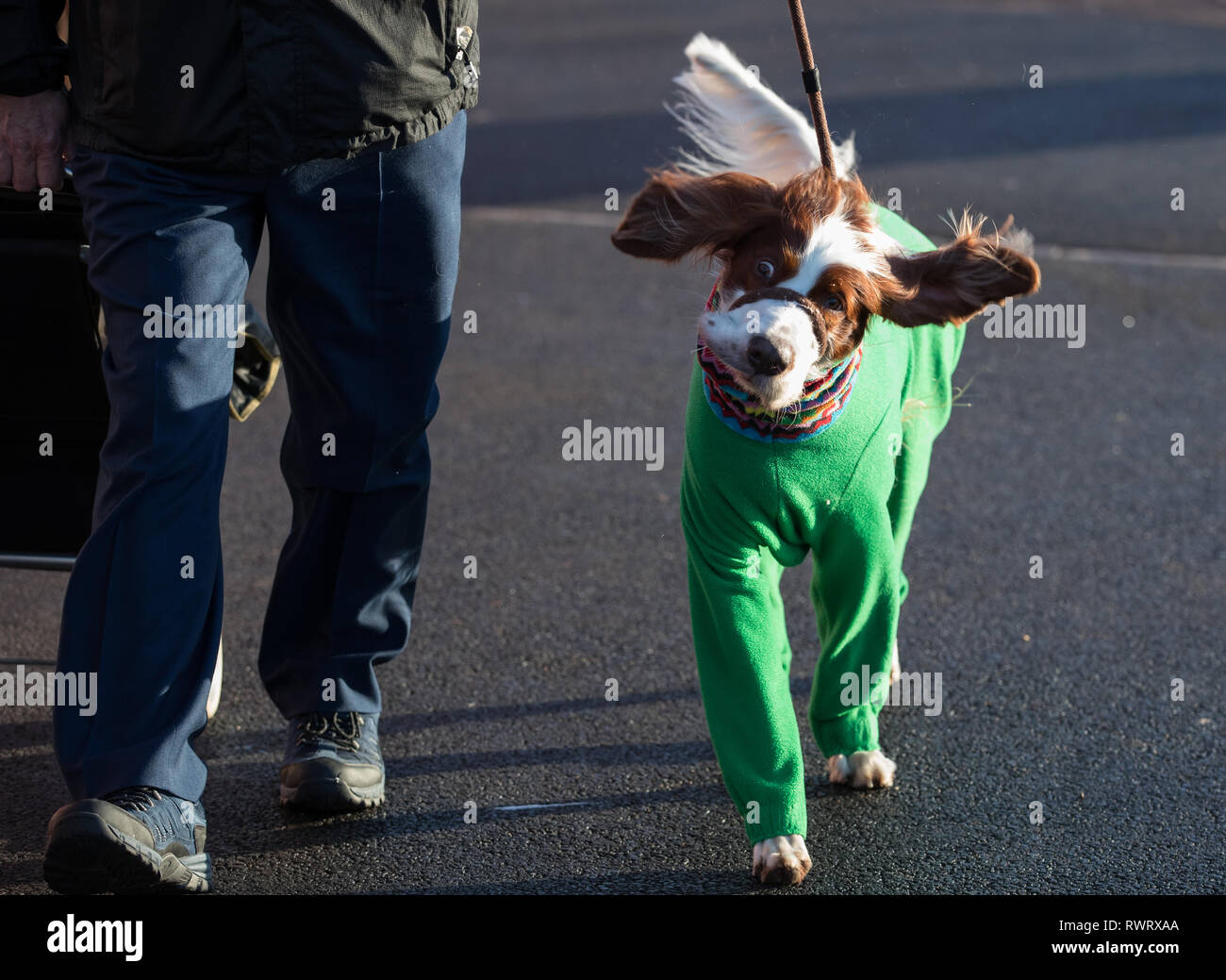 Ein gundog kommt an der Birmingham National Exhibition Centre (NEC) für den ersten Tag der Crufts Dog Show. Stockfoto