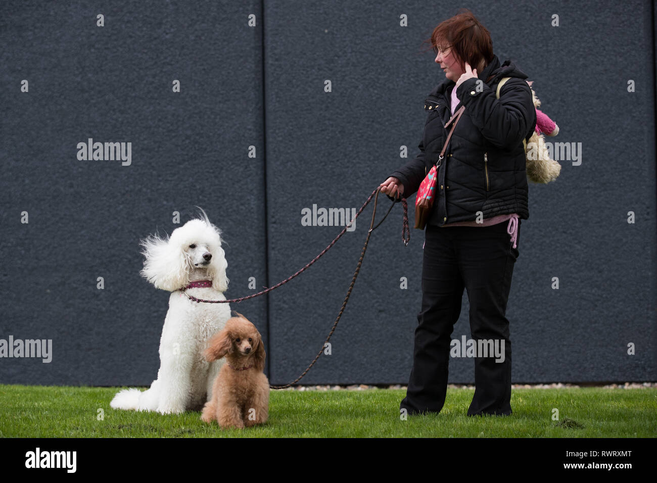 Eine Dame kommt mit einem Pudel und Toy Pudel am Birmingham National Exhibition Centre (NEC) für den ersten Tag der Crufts Dog Show. Stockfoto