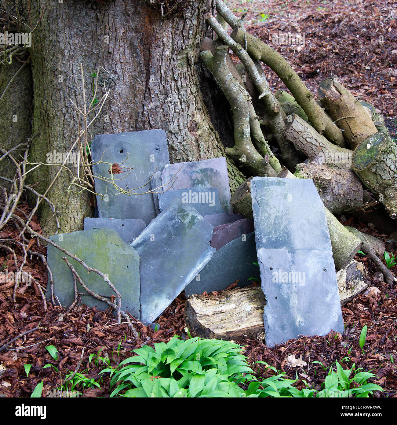 Alte Dacheindeckung Schiefer lehnte sich gegen einen Baumstamm in einem Garten in der Nähe Carnforth Lancashire England Vereinigtes Königreich Großbritannien Stockfoto