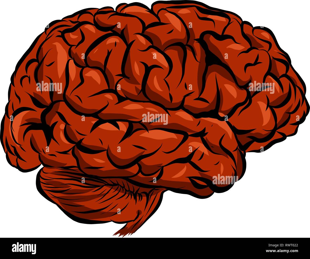 Abbildung eines menschlichen Gehirns mit weißem Hintergrund Stock Vektor