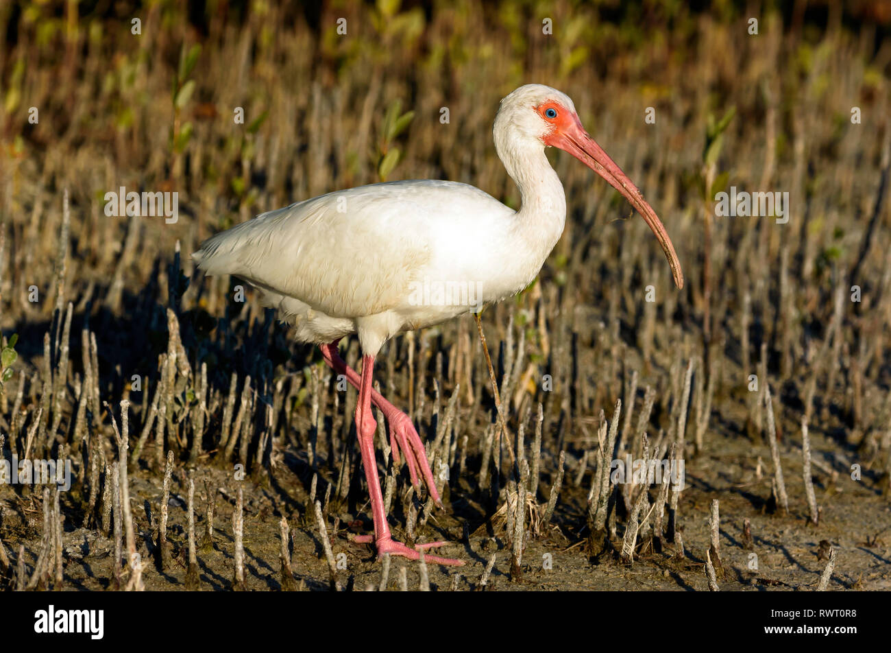 American White ibis (Eudocimus albus) in der Nähe von Tigertail Beach, Marco Island, Florida, USA Stockfoto