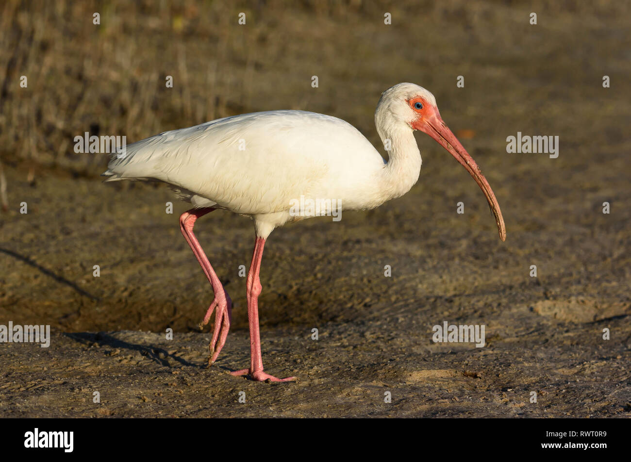 American White ibis (Eudocimus albus) auf Tigertail Beach, Marco Island, Florida, USA Stockfoto