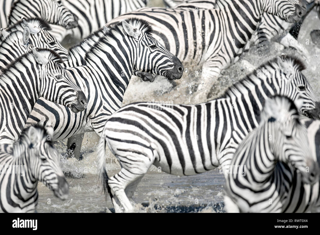Ein dazzle von Zebra werden in okaukuejo Wasserloch im Etosha National Park, Namibia spooked. Stockfoto