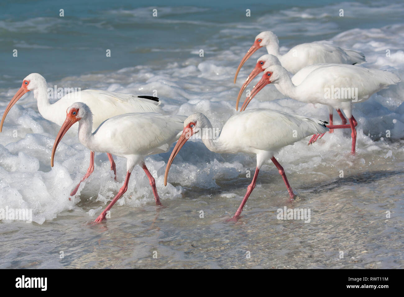 Eine Versammlung der Amerikanischen weiße Ibisse (Eudocimus albus) Ernährung in der Brandung, Tigertail Beach, Marco Island, Florida, USA Stockfoto