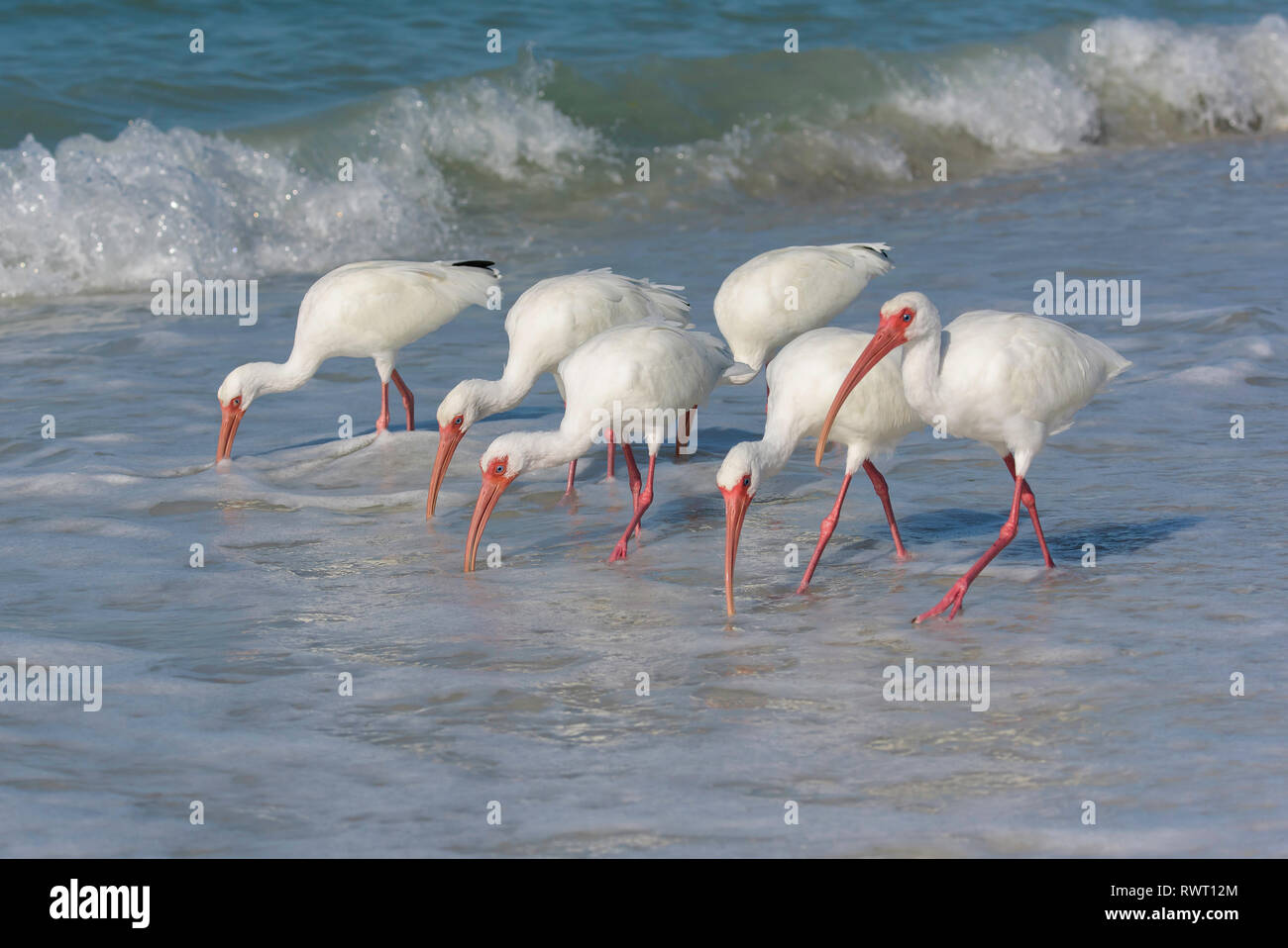 Eine Versammlung der Amerikanischen weiße Ibisse (Eudocimus albus) Ernährung in der Brandung, Tigertail Beach, Marco Island, Florida, USA Stockfoto