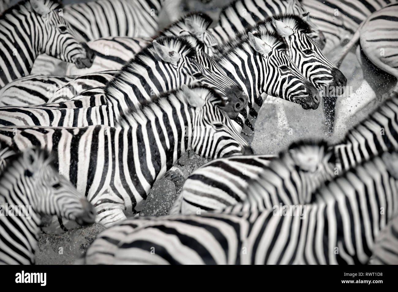 Ein dazzle von Zebra werden in okaukuejo Wasserloch im Etosha National Park, Namibia spooked. Stockfoto