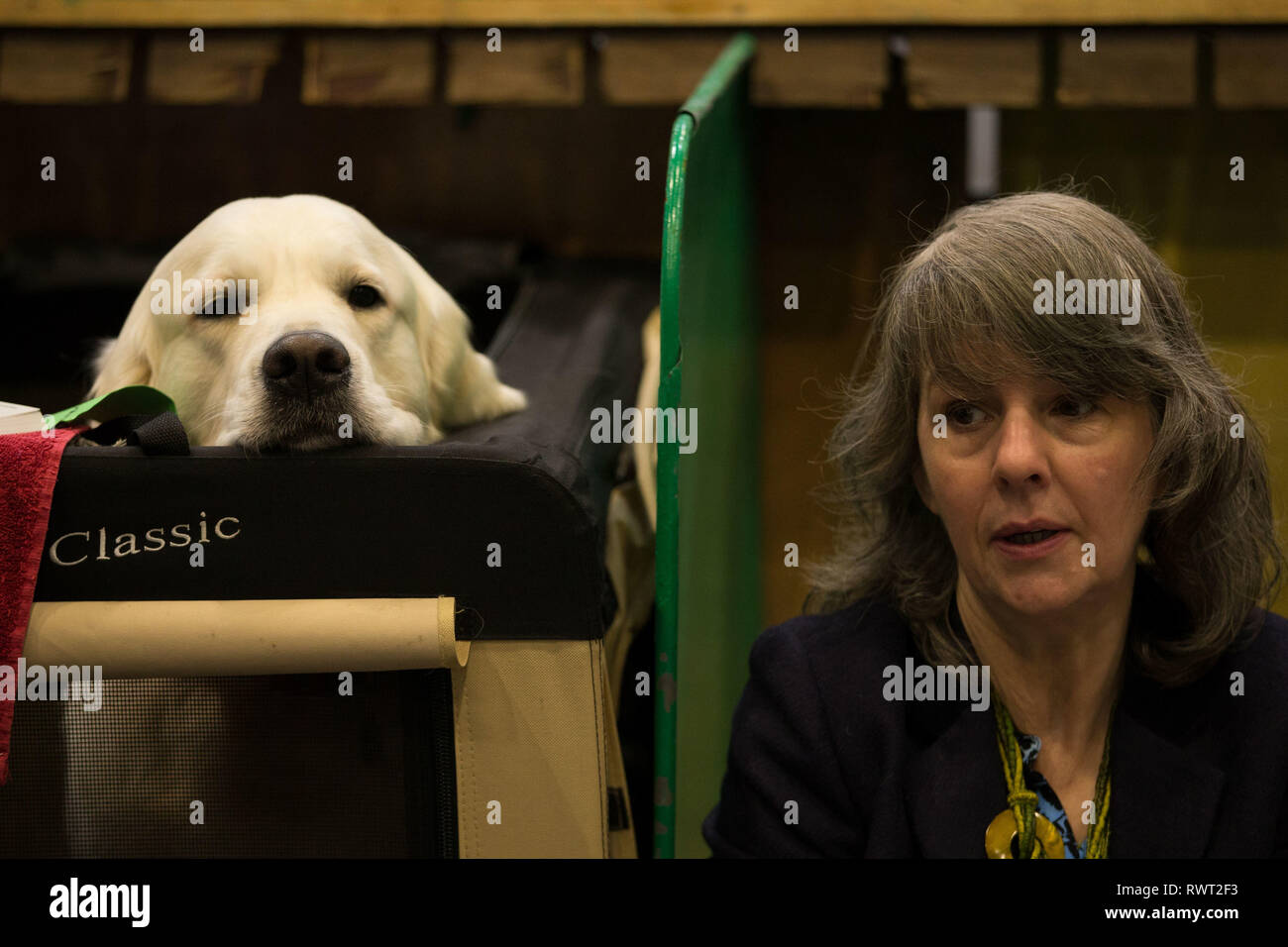 Ein Labrador am Birmingham National Exhibition Centre (NEC) am ersten Tag der Crufts Dog Show 2019. Stockfoto