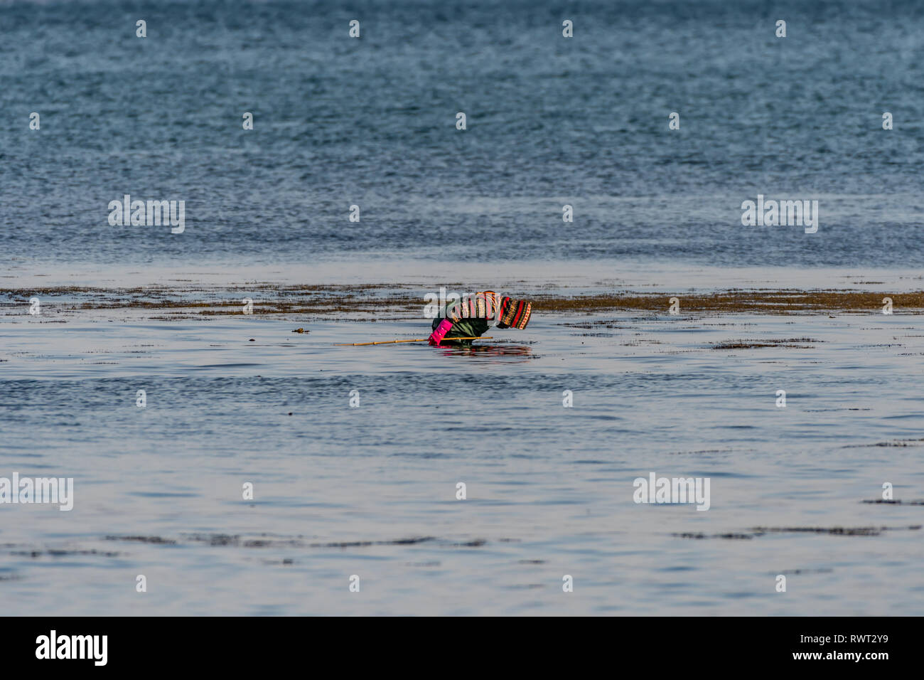 Eine Person, die Algen sammeln am Meer, Südkorea Stockfoto