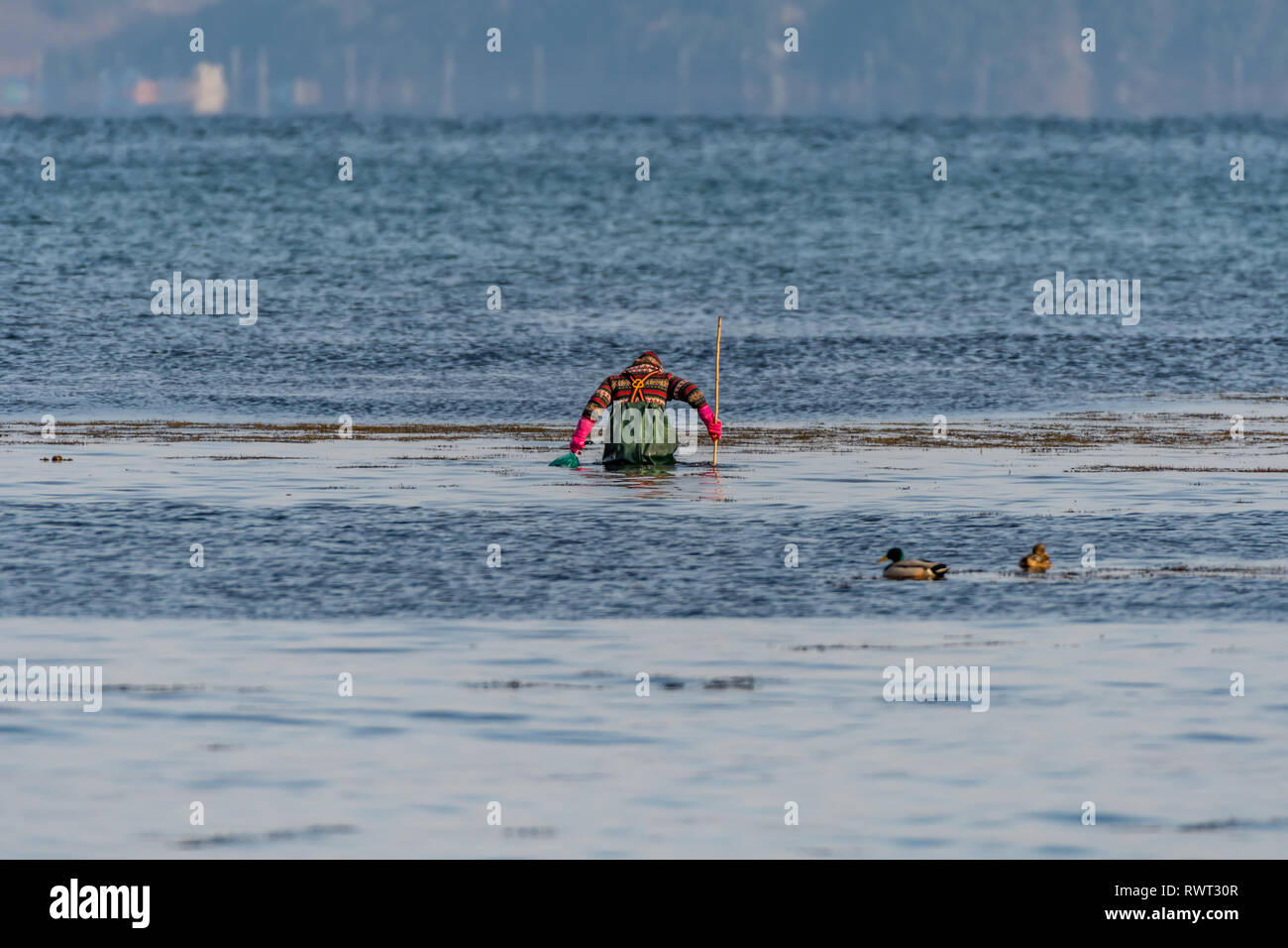 Eine Person, die Algen sammeln am Meer, Südkorea Stockfoto