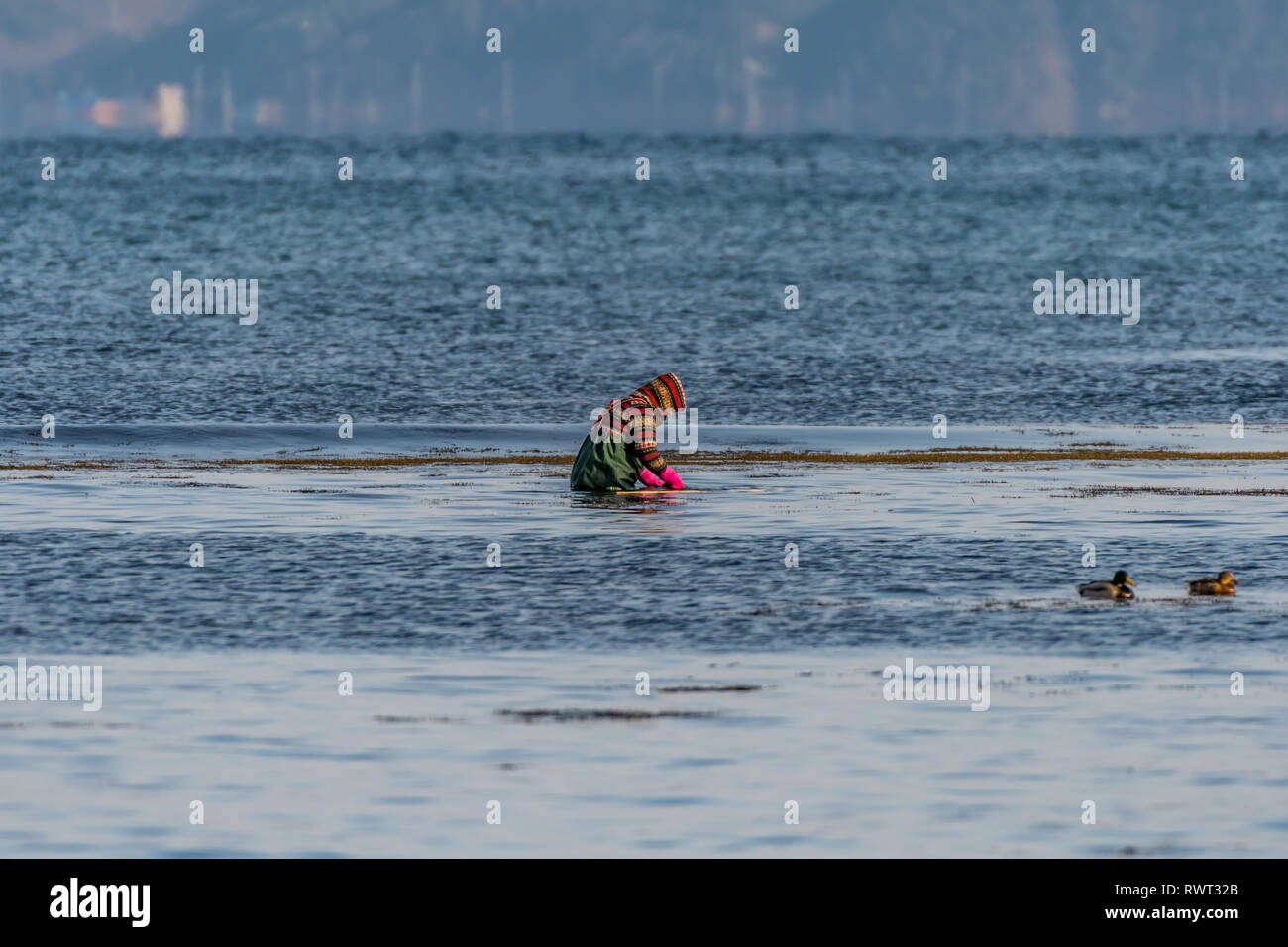 Eine Person, die Algen sammeln am Meer, Südkorea Stockfoto