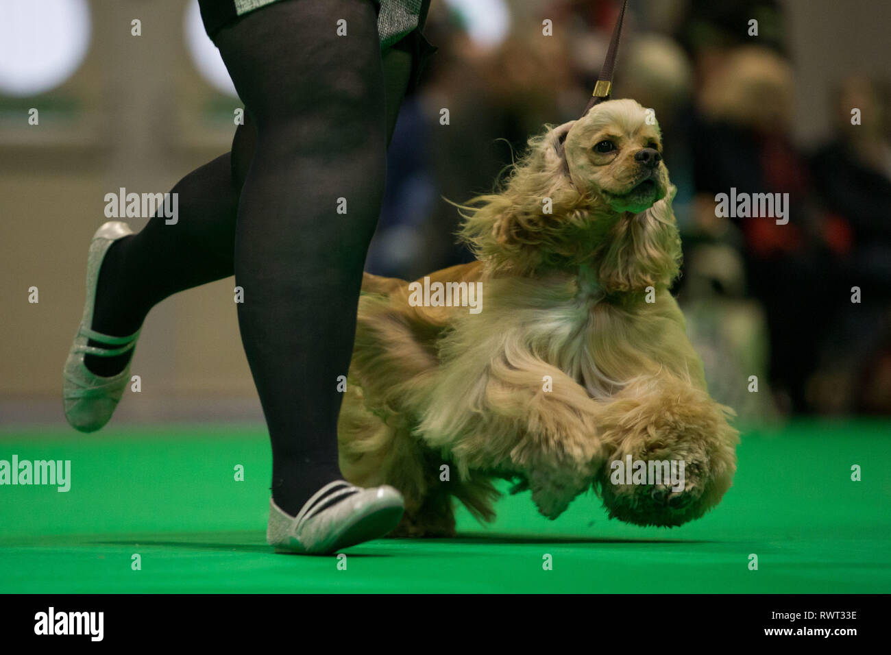 Ein amerikanischer Cocker Spaniel bei der Birmingham National Exhibition Centre (NEC) für den ersten Tag der Crufts Dog Show 2019. Stockfoto