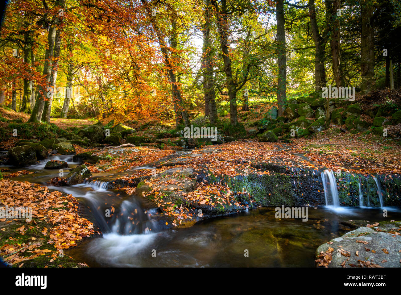 Die Shankhill River fließt durch Cloghleagh Glen, Co Wicklow, Irland Stockfoto