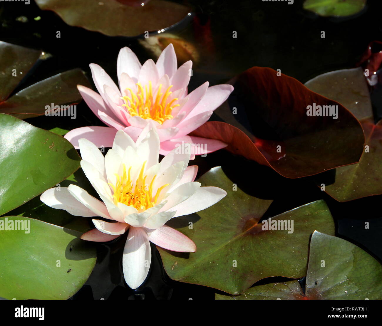 Blume Schönheiten Stockfoto