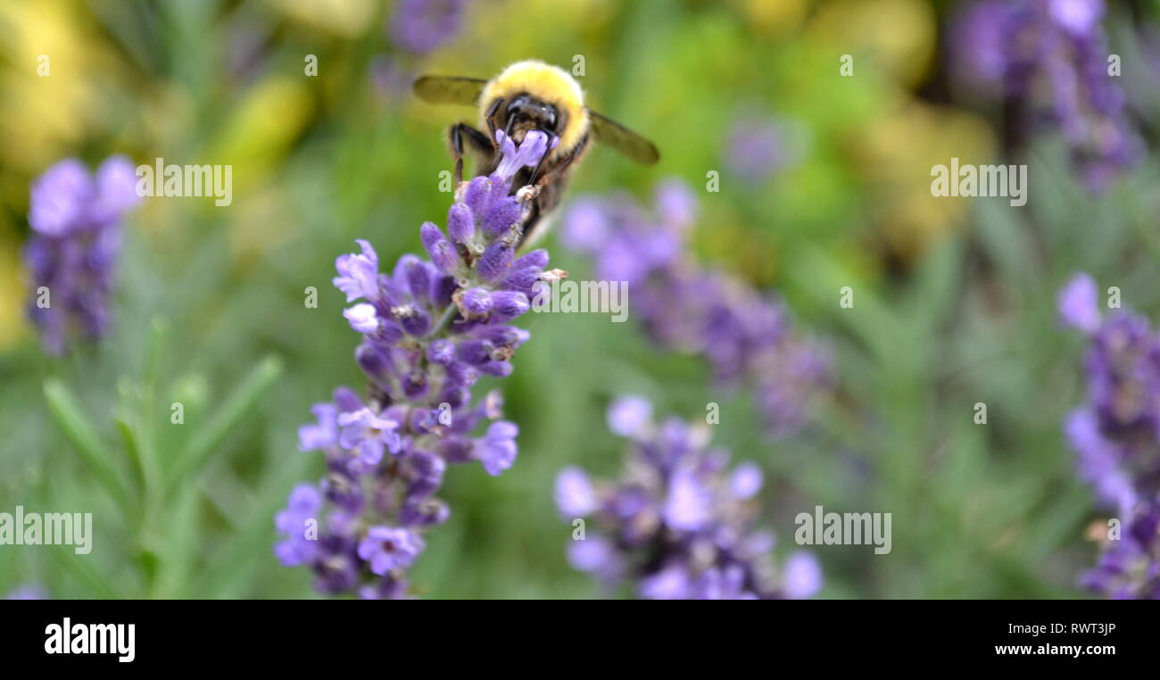 Kleine Biene im Frühling Stockfoto